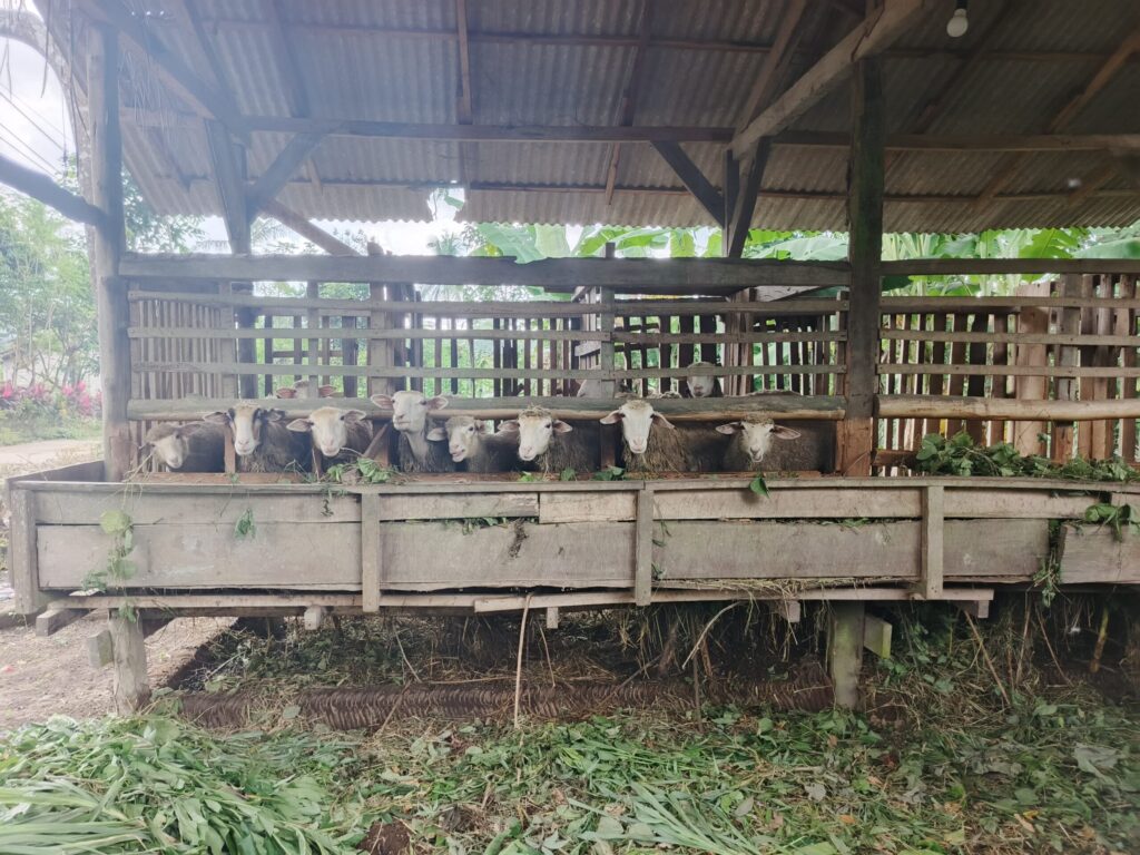 Banyuwangi Goat Sheep Breeder, Silirbaru, Pesanggaran